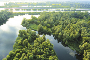 Luftbild verästelter Flussarme durch grüne Landschaft, Naturschutzgebiet Vorarlberg