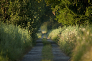 Radweg im Rheindelta