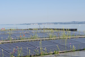 Zwischen einer Dach-PV-Anlage wachsen verschiedene Blumen, im Hintergrund der Bodensee